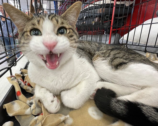 Feral cat recovery outlet cage