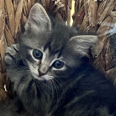 cute-gray-kitty-with-blue-eyes.jpg