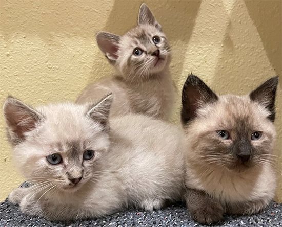 three-kittens-(1).jpg