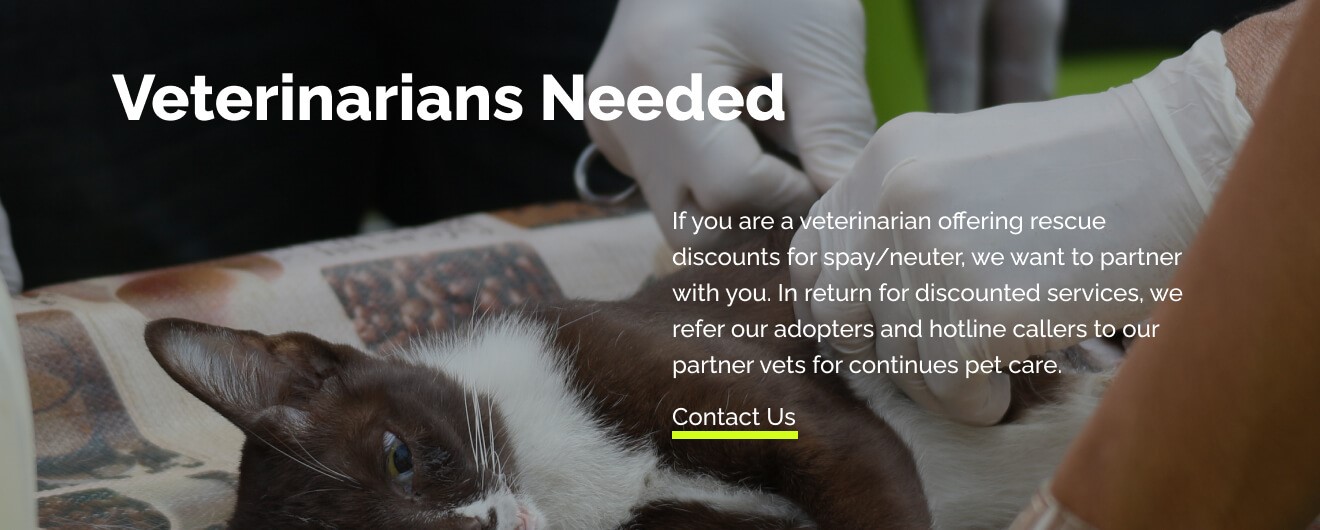 Support needed for feral cats, those who help them